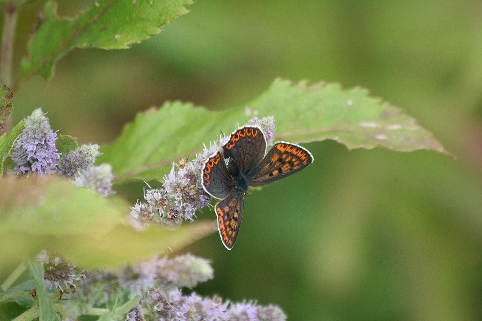 Lycaena tityrus femmina scura?